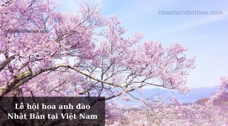 Trang Chủ 24 Lễ hội hoa anh đào Nhật Bản tại Việt Nam