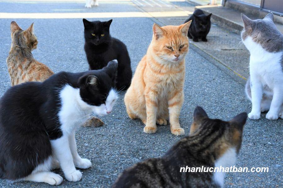 Đảo mèo Enoshima Nhật Bản