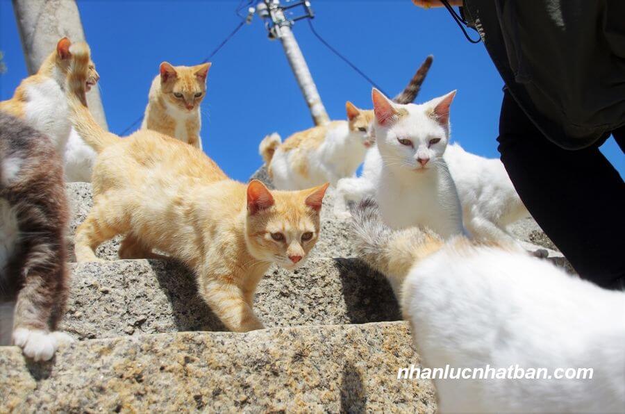 Đảo mèo Manabeshima
