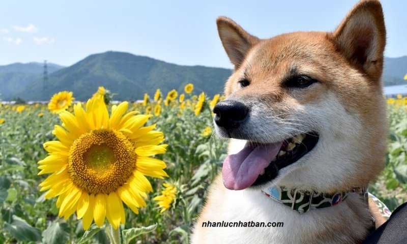8 Giống Chó Nhật Bản Được Ưa Chuộng Nhất Tại Việt Nam
